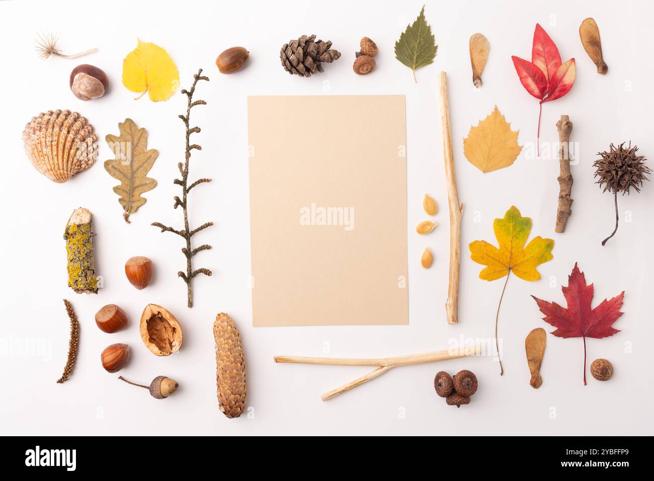 L’artigianato naturale fornisce lastre piane, foglie, coni di pino, ghiande, ramoscelli, semi, carta bianca, superficie marrone, scatola di uova. Sistemazione rustica autunnale per ART pr Foto Stock