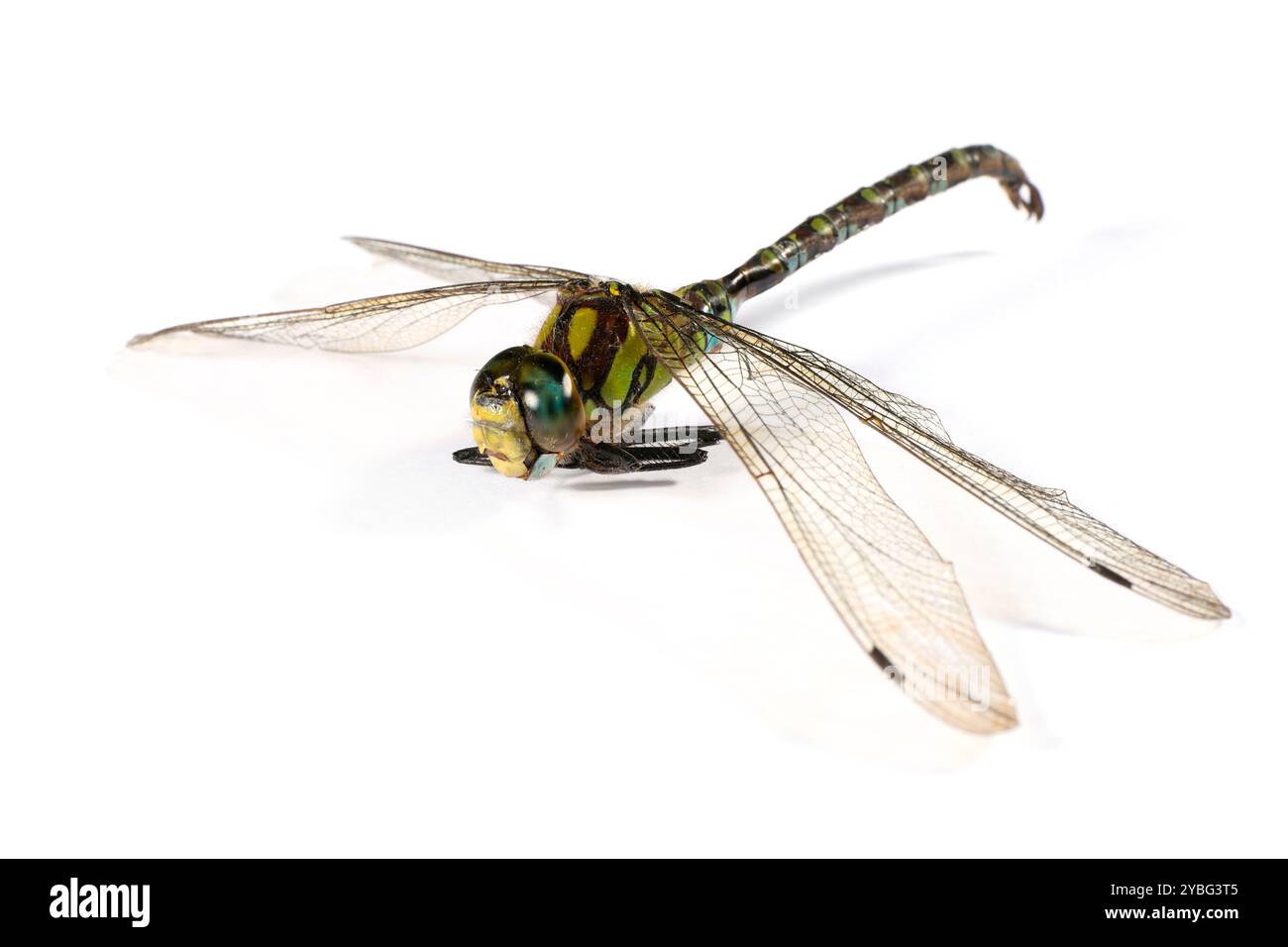 Una libellula isolata sul bianco. Bellissimo insetto Foto Stock