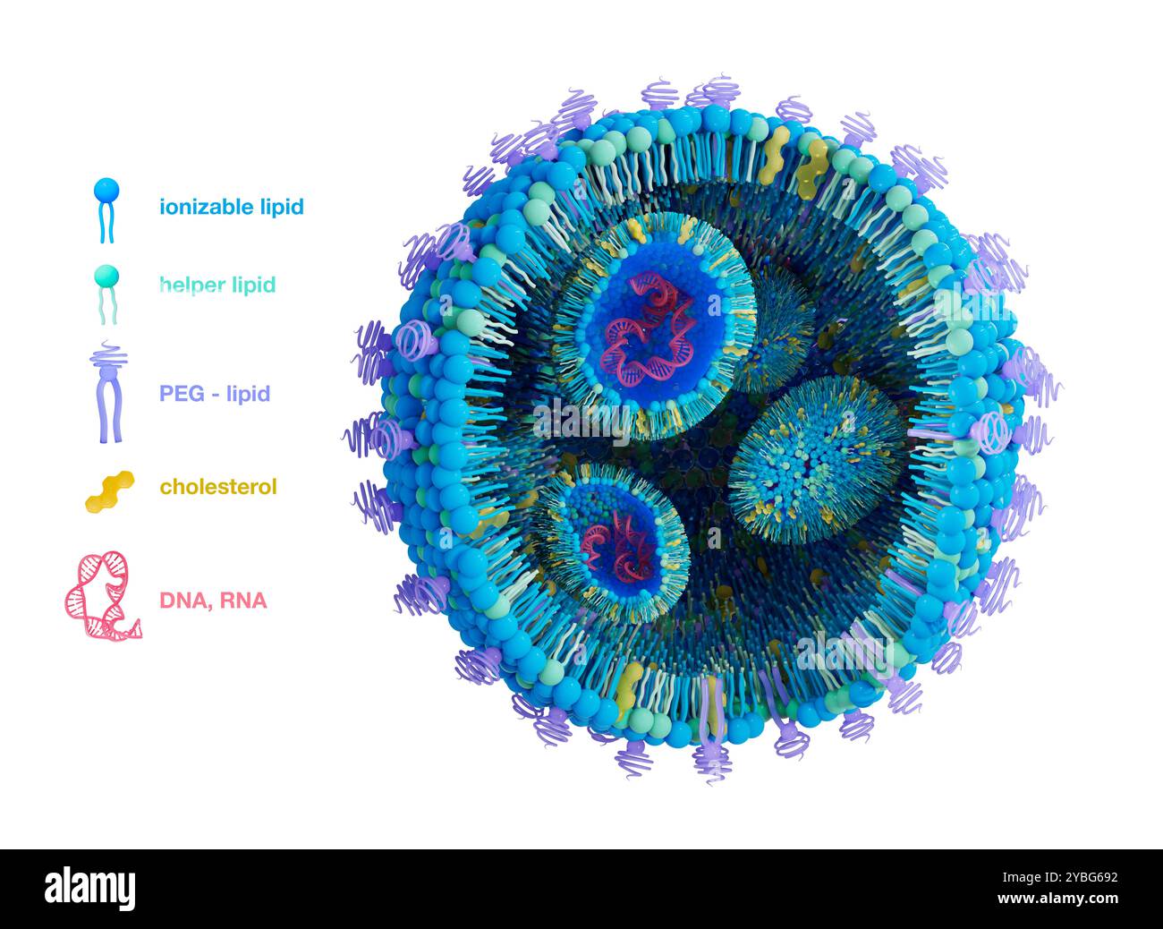 Struttura delle nanoparticelle lipidiche, illustrazione. Le nanoparticelle lipidiche (LLP) sono veicoli promettenti per offrire una varietà di terapie. Sono utilizzati nei vaccini mRNA COVID-19 e nell'immunoterapia contro il cancro. Foto Stock