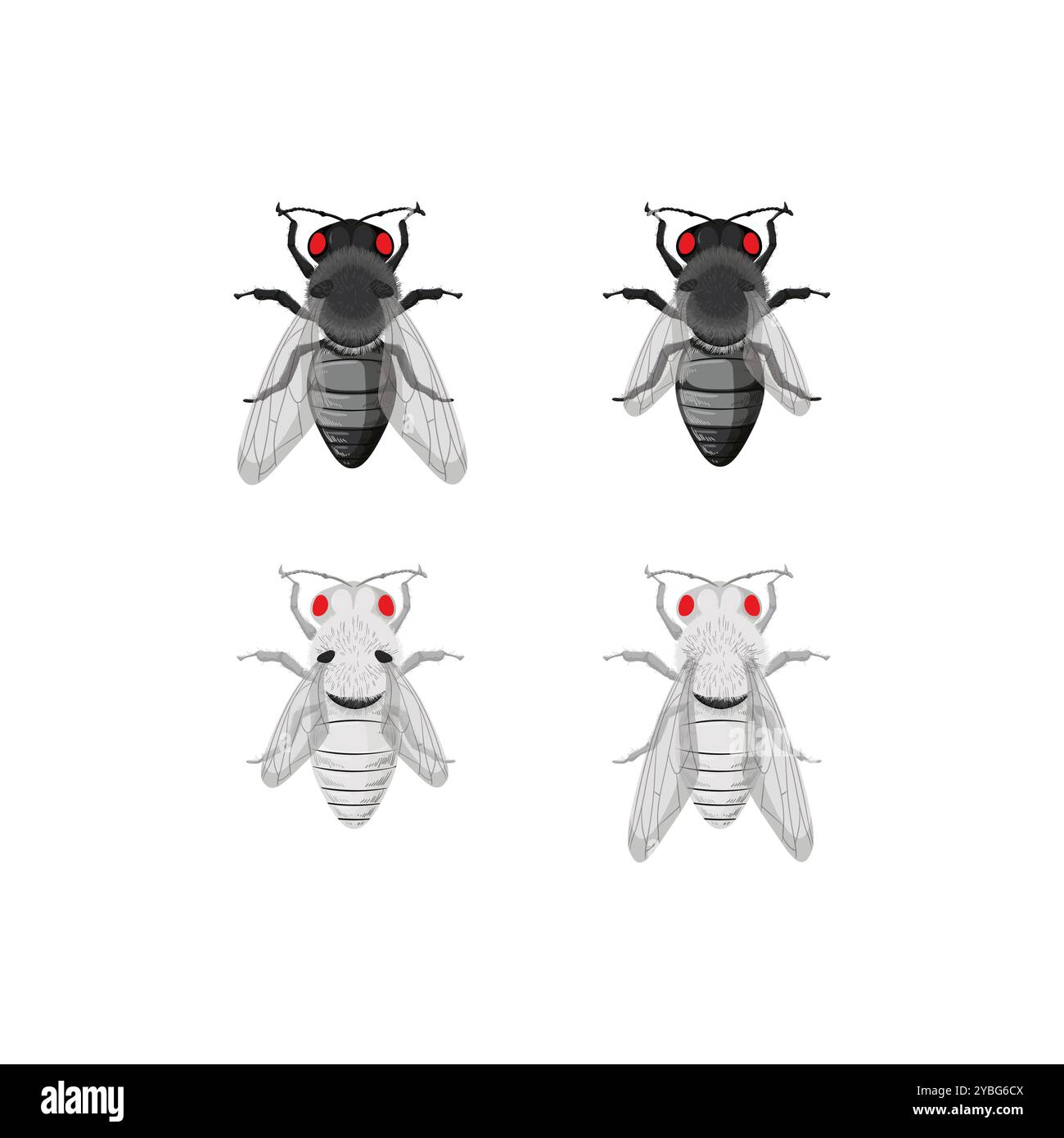 Drosophila melanogaster, illustrazione. Foto Stock