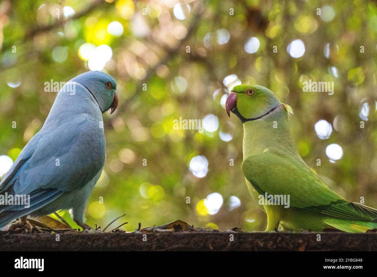 Parkeet indiano Ringneck alla voliera Birds of Eden in Sudafrica Foto Stock