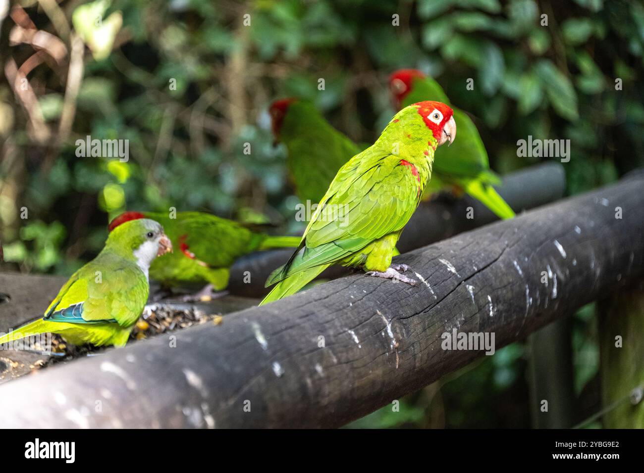 Conure mascherato rosso alla voliera Birds of Eden in Sud Africa Foto Stock