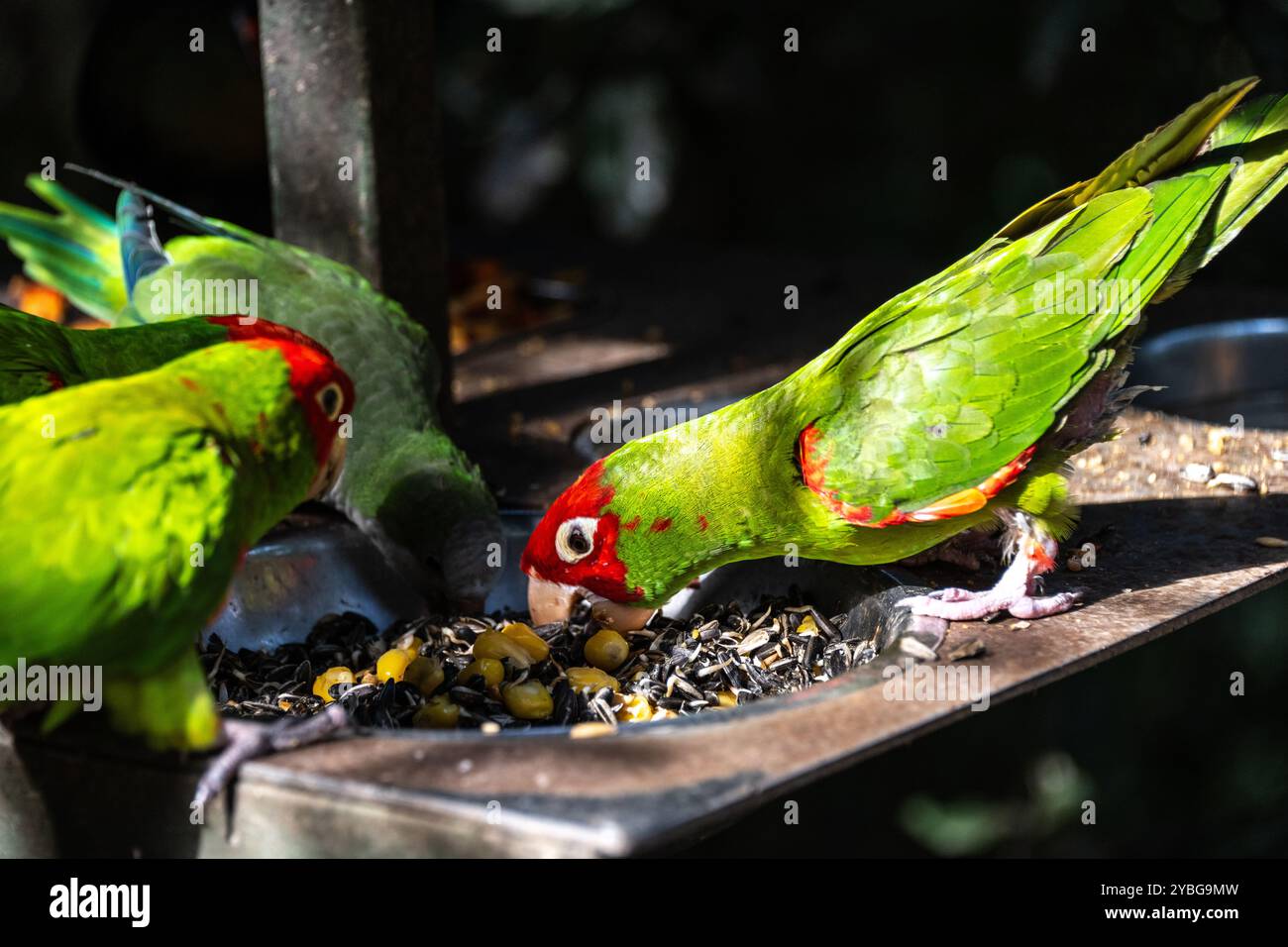 Conure mascherato rosso alla voliera Birds of Eden in Sud Africa Foto Stock