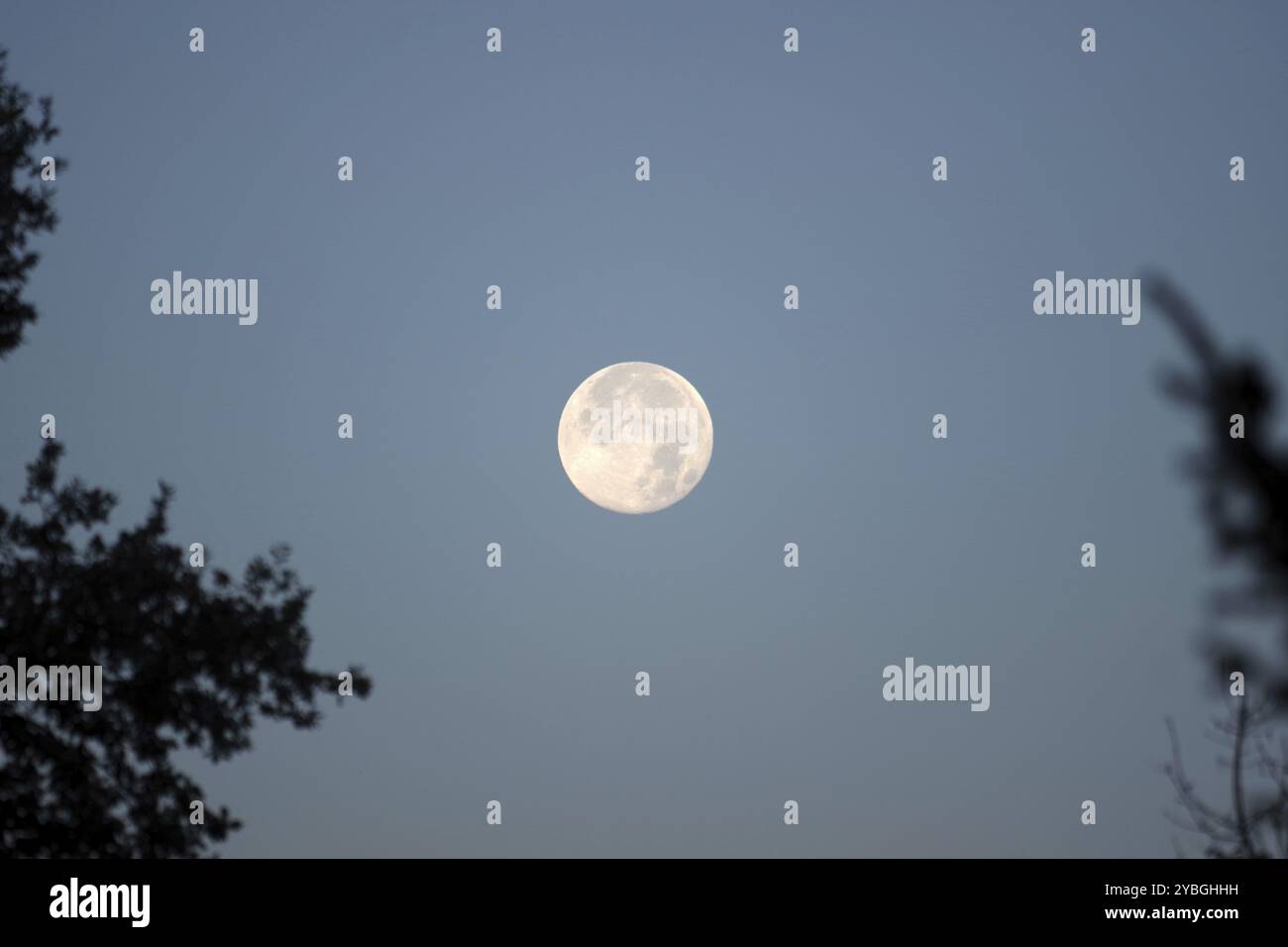 Luna piena, Alba, cime degli alberi, Germania, tra le silhouette di 2 cime degli alberi la luna splende nel cielo mattutino, in Europa Foto Stock