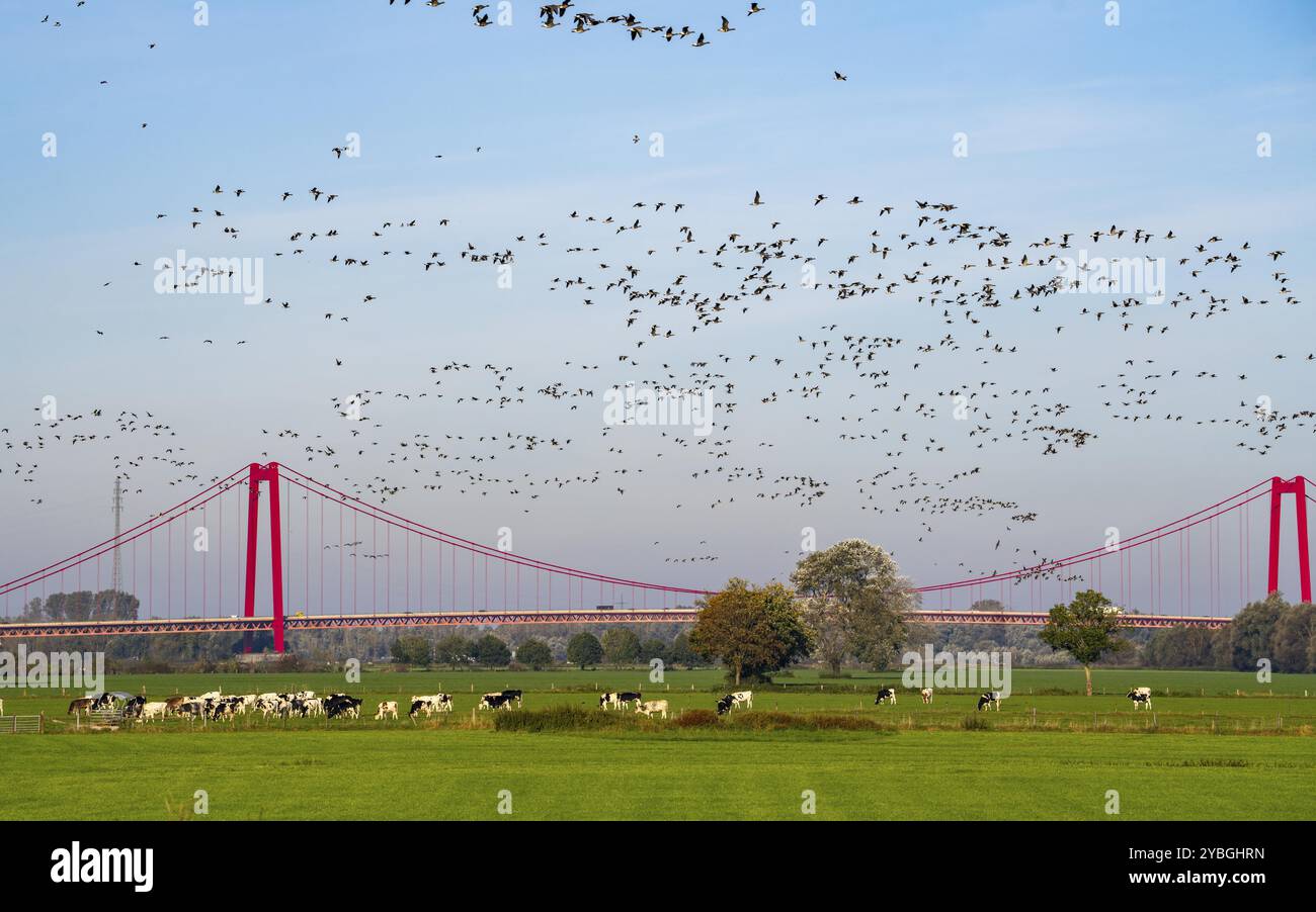 Il ponte sul Reno Emmerich, strada federale B220, il ponte sospeso più lungo della Germania, è attualmente in fase di ristrutturazione, danni al ponte, stormo di uccelli, oche Foto Stock