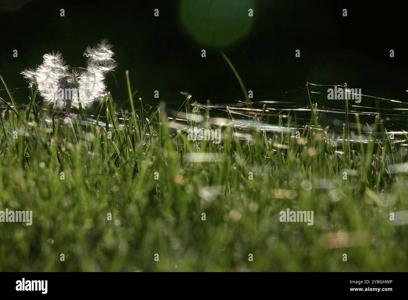 Meadow a ottobre con ragnatele, Sassonia, Germania, Europa Foto Stock