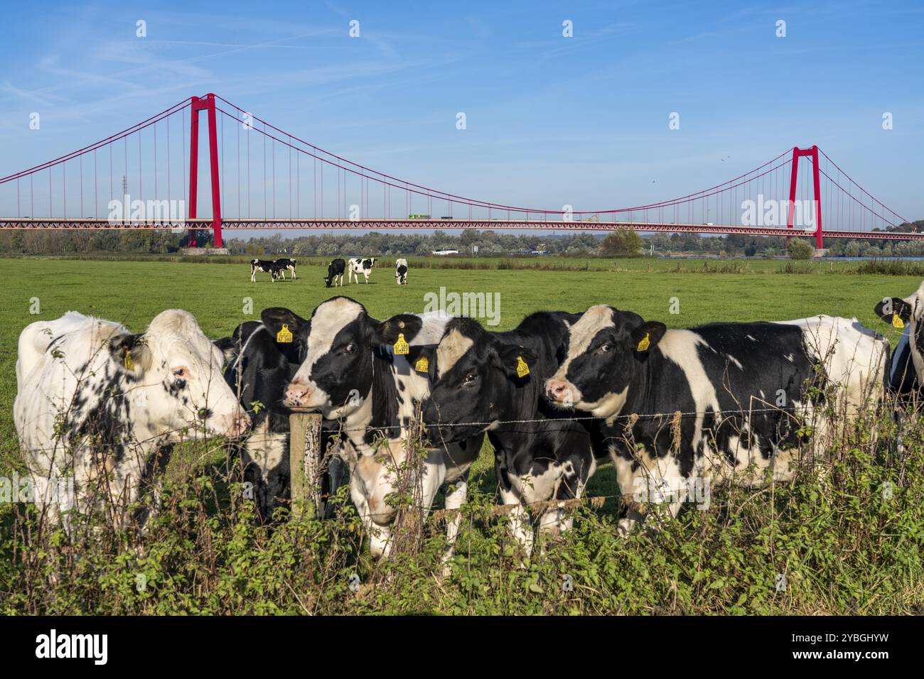 Il ponte sul Reno Emmerich, strada federale B220, il ponte sospeso più lungo della Germania, è attualmente in fase di ristrutturazione, danni al ponte, pascolo sulla riva sinistra, CA Foto Stock
