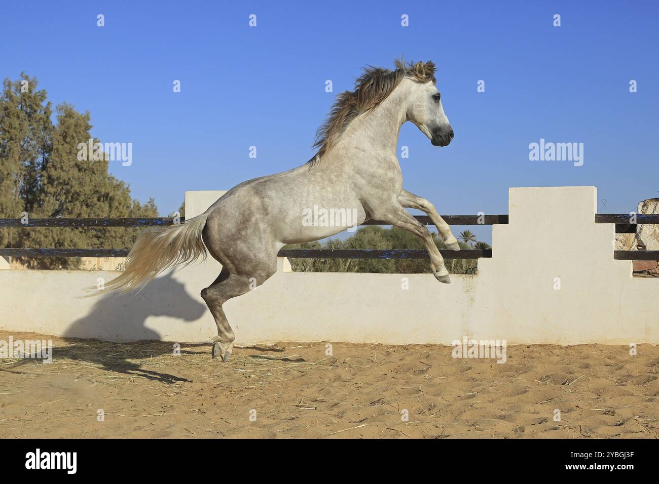 Cavallo berbero, Djerba, Tunisia, berbero, Africa Foto Stock