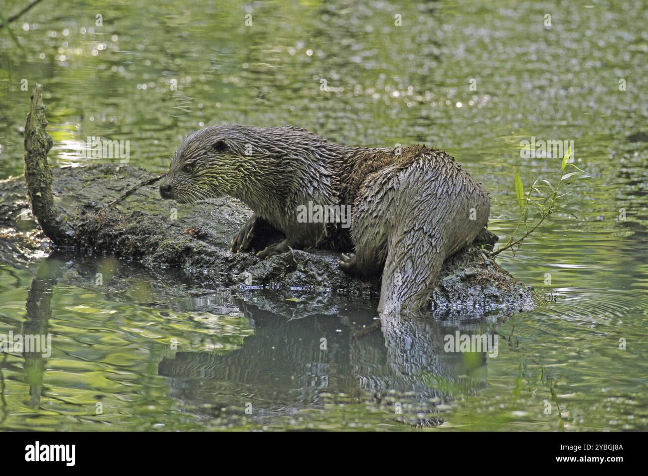 Lontra (Lutra lutra), seduta sul tronco dell'albero, acqua Foto Stock