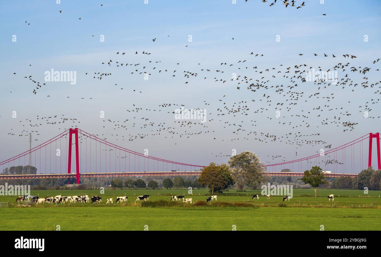 Il ponte sul Reno Emmerich, strada federale B220, il ponte sospeso più lungo della Germania, è attualmente in fase di ristrutturazione, danni al ponte, stormo di uccelli, oche Foto Stock