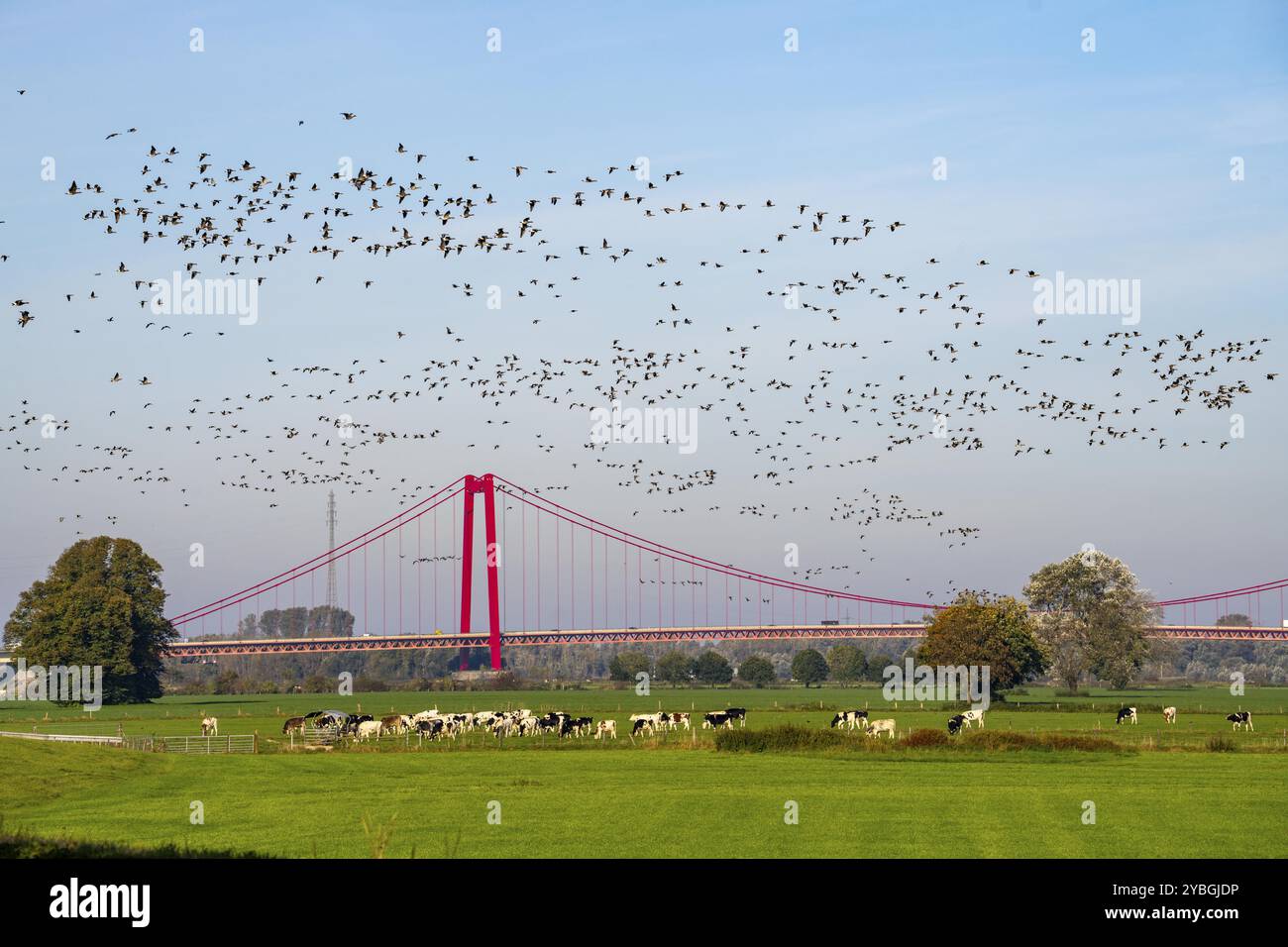 Il ponte sul Reno Emmerich, strada federale B220, il ponte sospeso più lungo della Germania, è attualmente in fase di ristrutturazione, danni al ponte, stormo di uccelli, oche Foto Stock