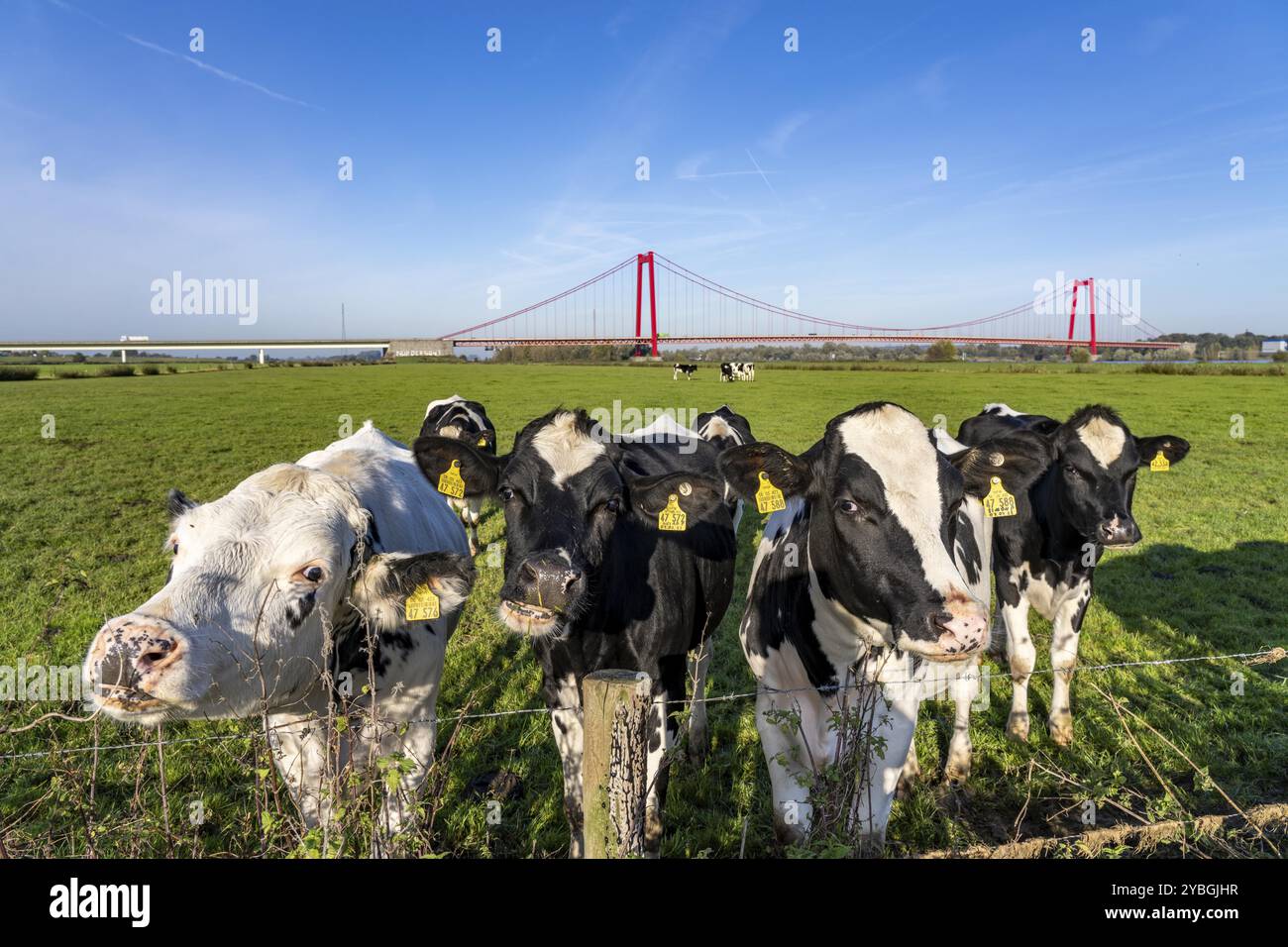 Il ponte sul Reno Emmerich, strada federale B220, il ponte sospeso più lungo della Germania, è attualmente in fase di ristrutturazione, danni al ponte, pascolo sulla riva sinistra, CA Foto Stock