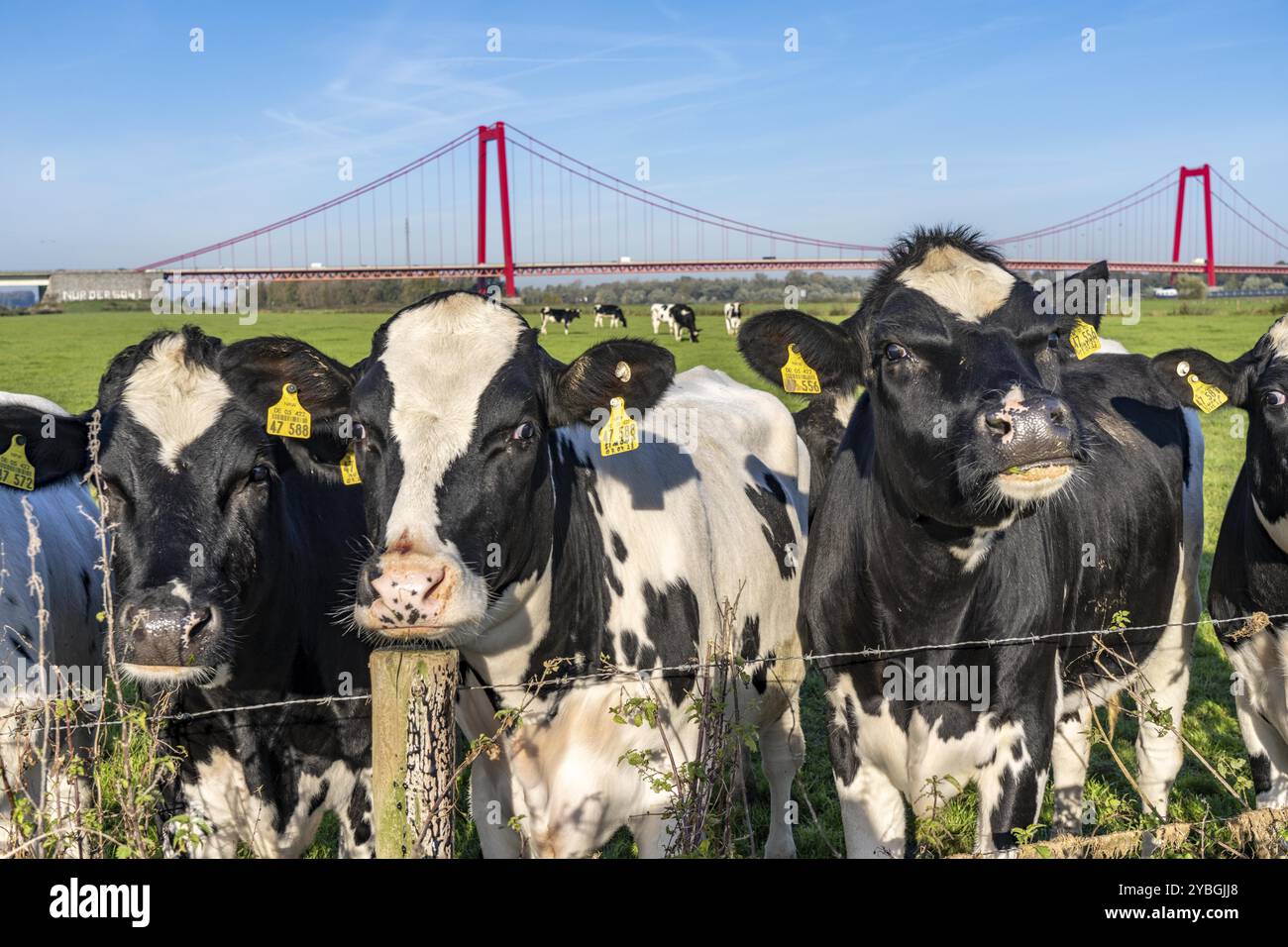 Il ponte sul Reno Emmerich, strada federale B220, il ponte sospeso più lungo della Germania, è attualmente in fase di ristrutturazione, danni al ponte, pascolo sulla riva sinistra, CA Foto Stock