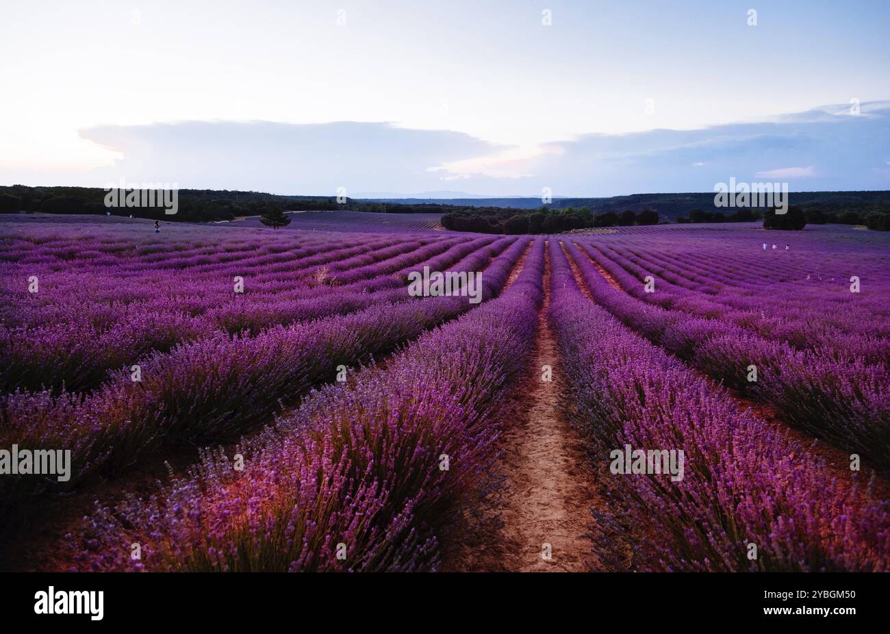 Una bella immagine di campi di lavanda. In estate il paesaggio al tramonto Foto Stock