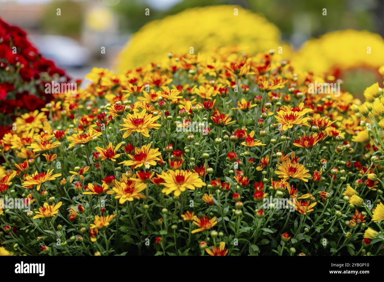 Fresco e colorato bouquet di fiori in un mercato agricolo locale Foto Stock