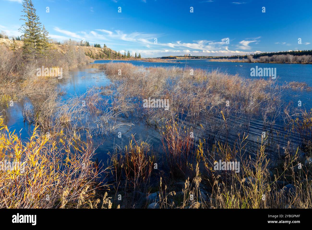 Paesaggio autunnale del fiume Oxbow, alto prato di palude, Elbow River. Weaselhead Flats Natural Environment Park, Glenmore Reservoir, Southwest Calgary, Alberta, Canada Foto Stock