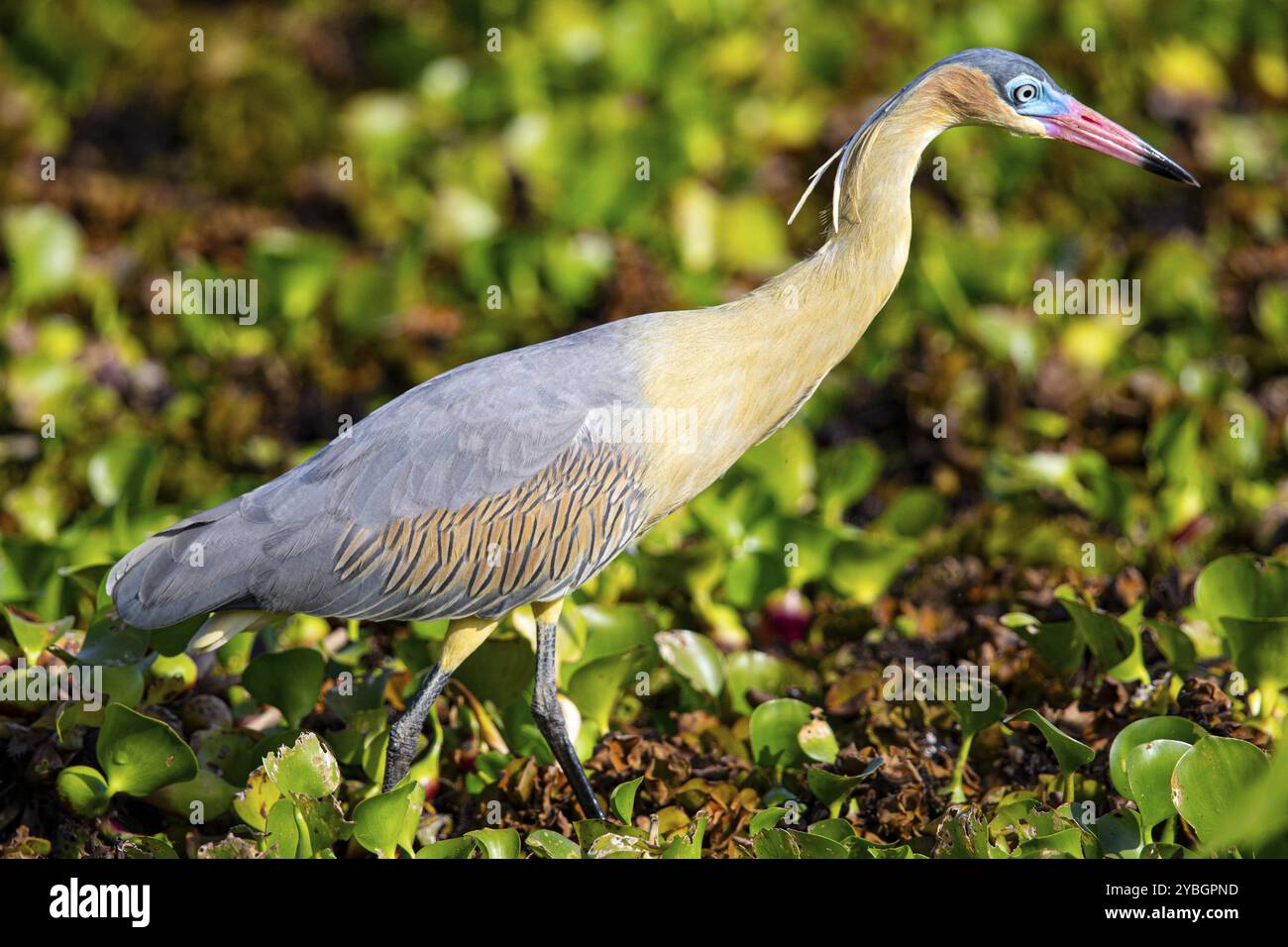 Heron fischiante (Syrigma sibilatrix) Pantanal Brasile Foto Stock