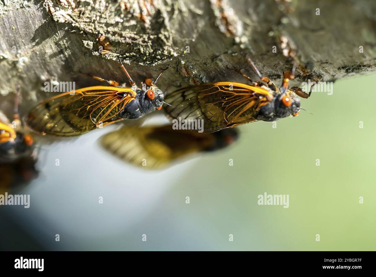 La cicada diciassettenne, Magicicada cassini, emerge in gran numero in Nord America ogni 17 anni, spesso sincronizzando il loro corteggiamento in un enorme displa Foto Stock