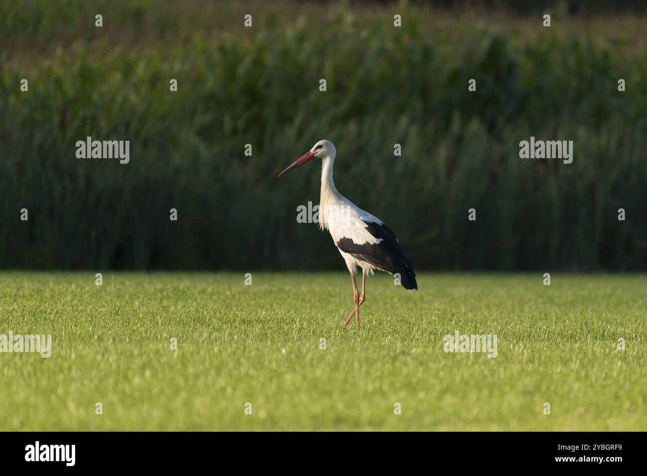 Cicogna bianca Ciconia ciconia nel recente falciare prati Foto Stock