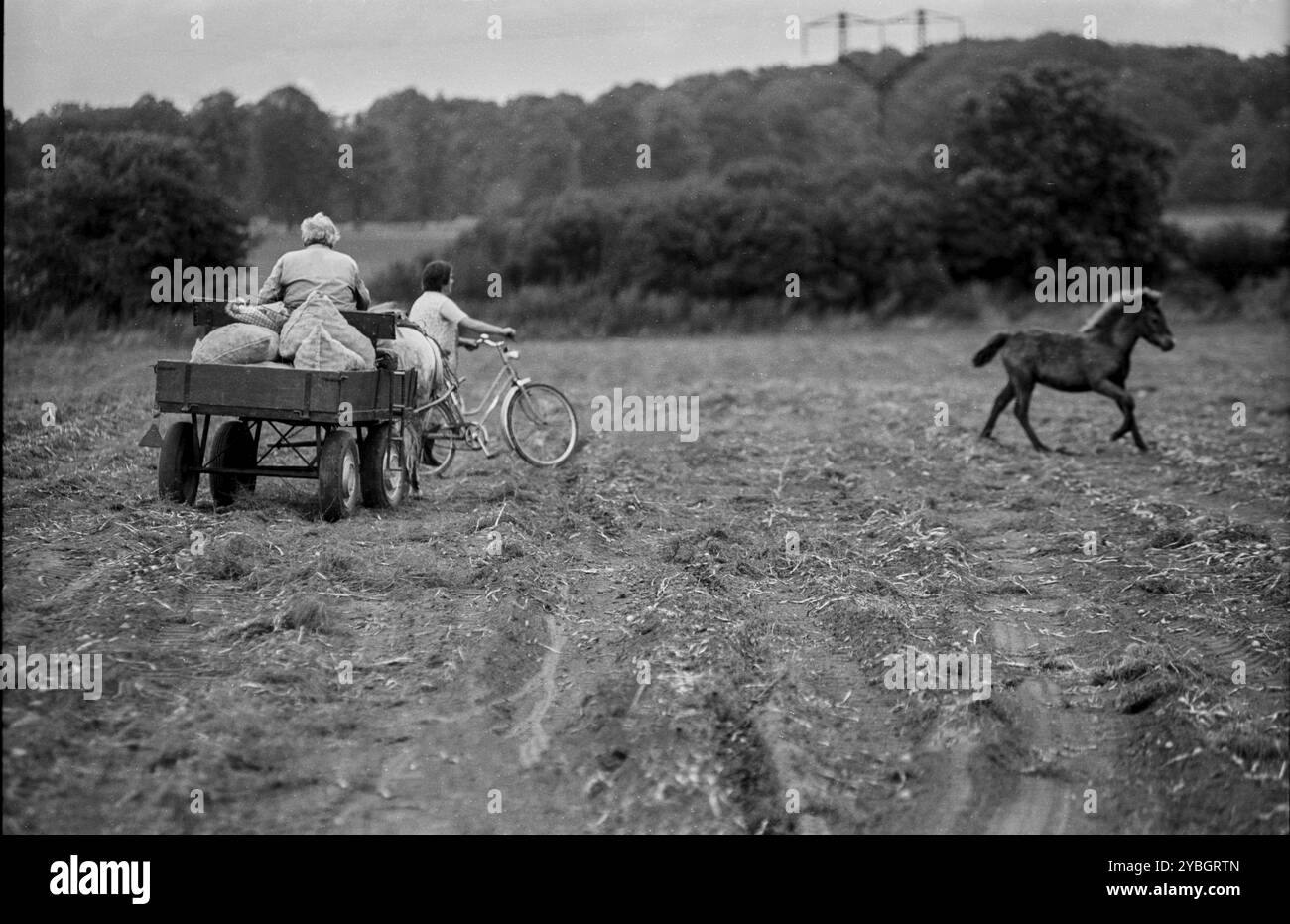 Germania, Trinwillershagen, 16.9,1991, sulla via del ritorno dalla raccolta delle patate, dalla carrozza trainata da cavalli, dal puledro, dalla bicicletta, Europa Foto Stock
