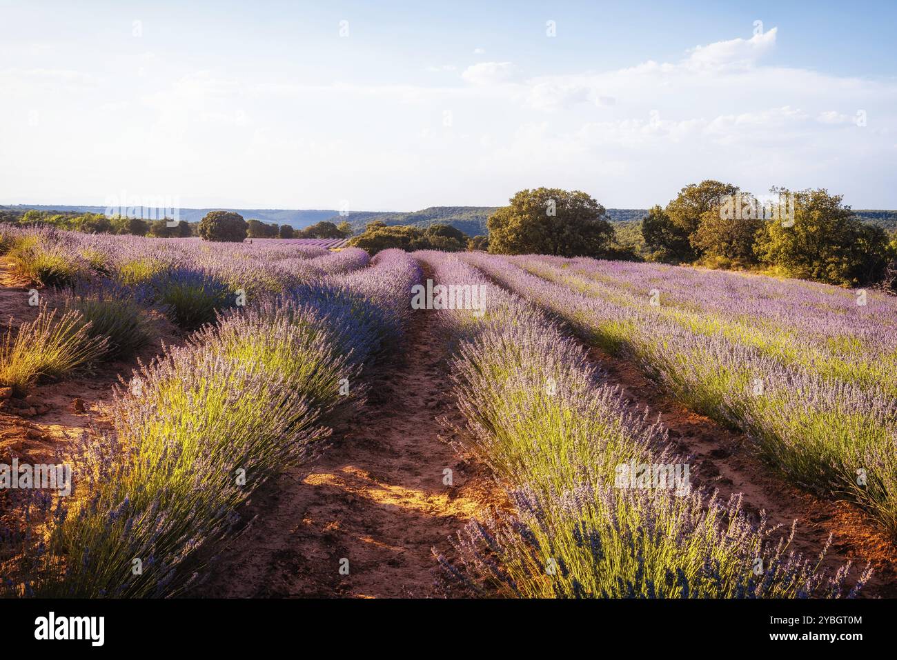 Una bella immagine di campi di lavanda. In estate il paesaggio al tramonto Foto Stock