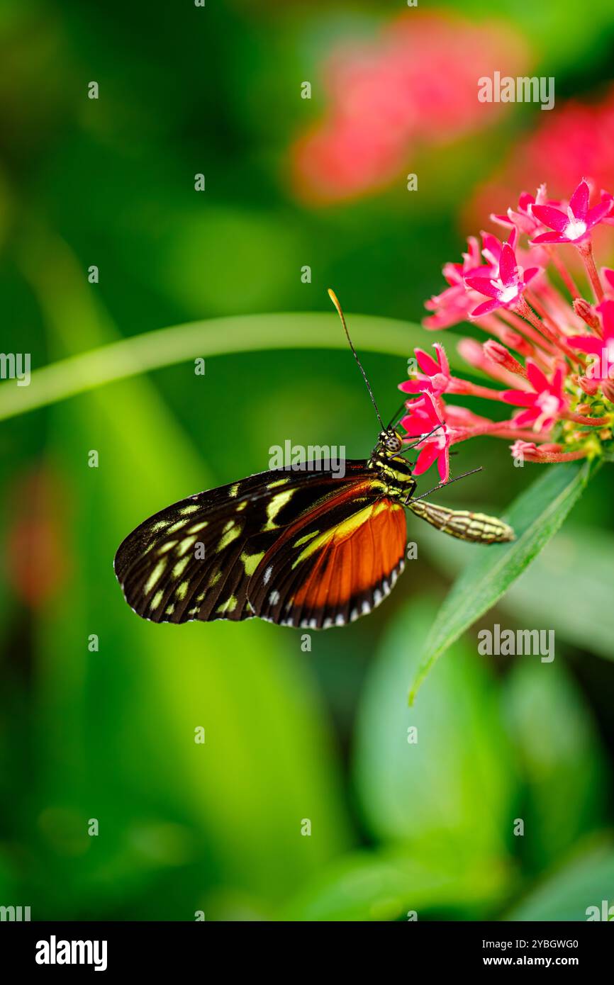 Tithorea tarricina, tarricina longwing, variabile presoniana, farfalla tigerwing macchiata di panna sul fiore Foto Stock