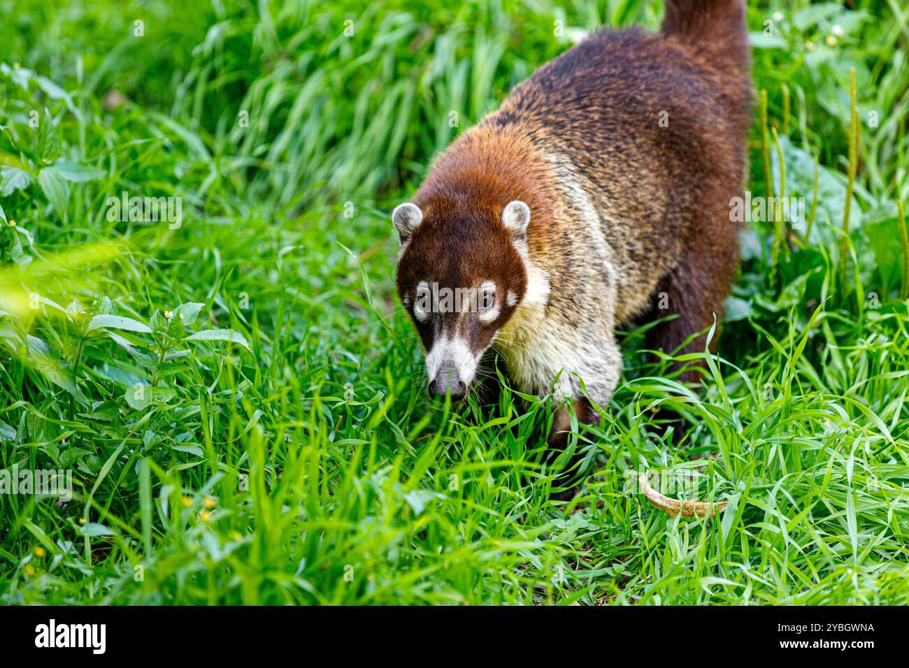 Corpo completo di coati adulti dal naso bianco, Nasua narica, coatimundi Foto Stock