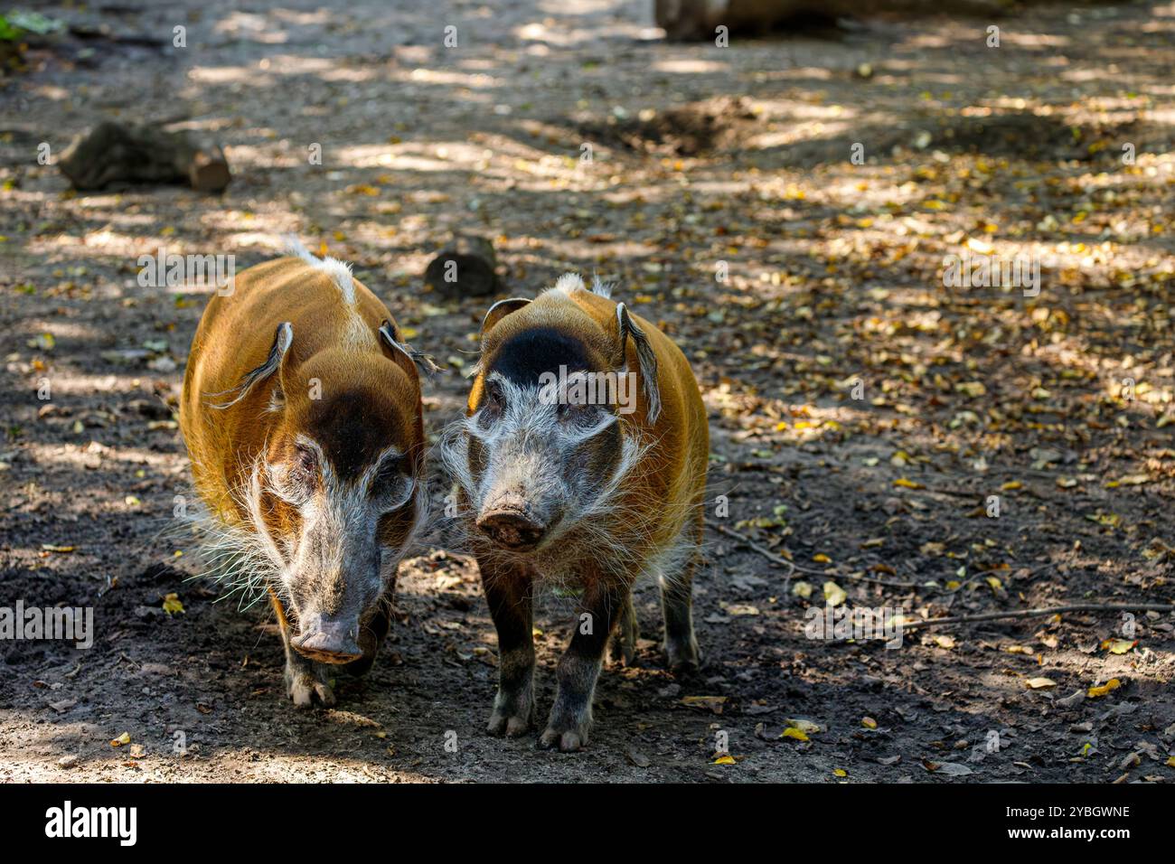 Una coppia di maiali di fiume rosso adulti, Potamochoerus porcus bushmag Foto Stock