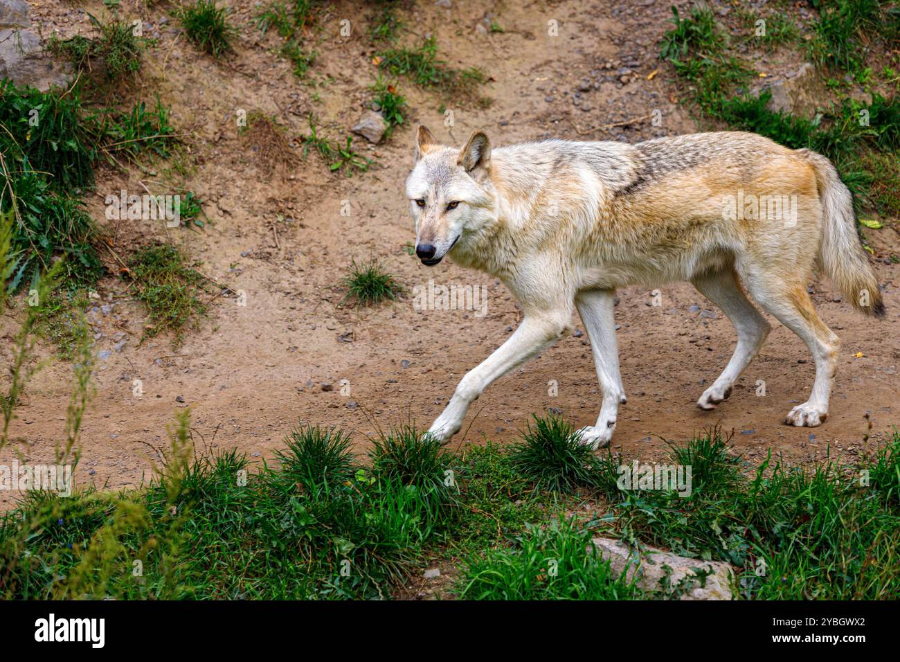 Il lupo di legname orientale osserva i dintorni Foto Stock