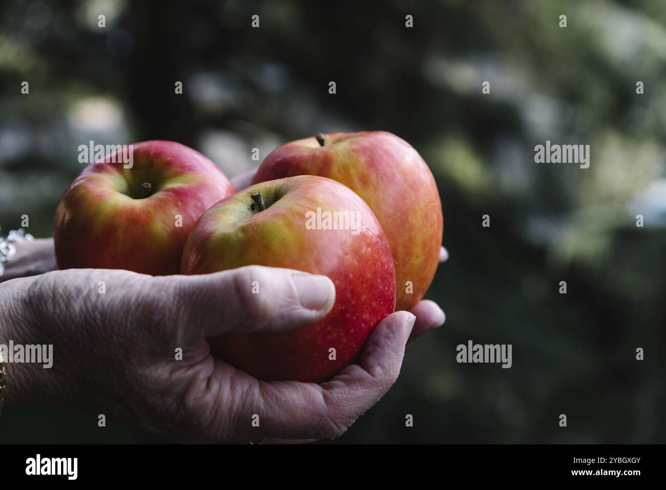 Le mani della donna che mantiene tre mele rosse. Spazio per la copia Foto Stock