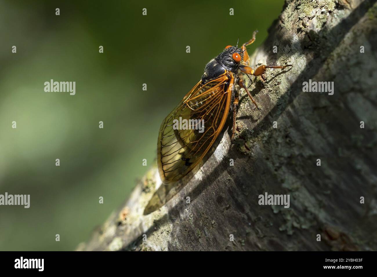 La cicada diciassettenne, Magicicada cassini, emerge in gran numero in Nord America ogni 17 anni, spesso sincronizzando il loro corteggiamento in un enorme displa Foto Stock