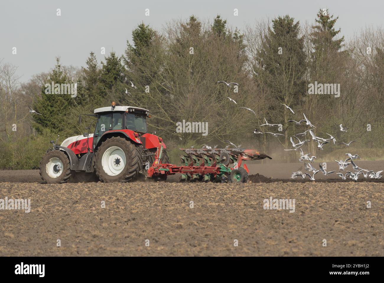 Agricoltura rosso bianco trattore con aratro e becchettare gabbiani su un futuro campo di patate in provincia Achterhoek nei Paesi Bassi Foto Stock