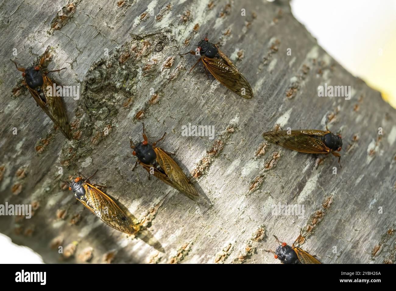 La cicada diciassettenne, Magicicada cassini, emerge in gran numero in Nord America ogni 17 anni, spesso sincronizzando il loro corteggiamento in un enorme displa Foto Stock
