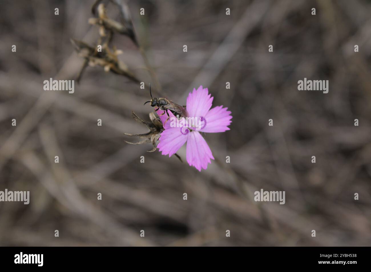 Un fiore con un insetto appollaiato sui suoi petali mette in mostra la bellezza della natura e il delicato equilibrio dell'impollinazione. Foto Stock