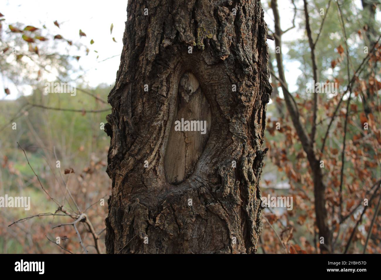 La corteccia sbucciata ha creato un motivo con linee e texture uniche, mettendo in risalto la bellezza naturale dell'albero e la sua individualità. Foto Stock