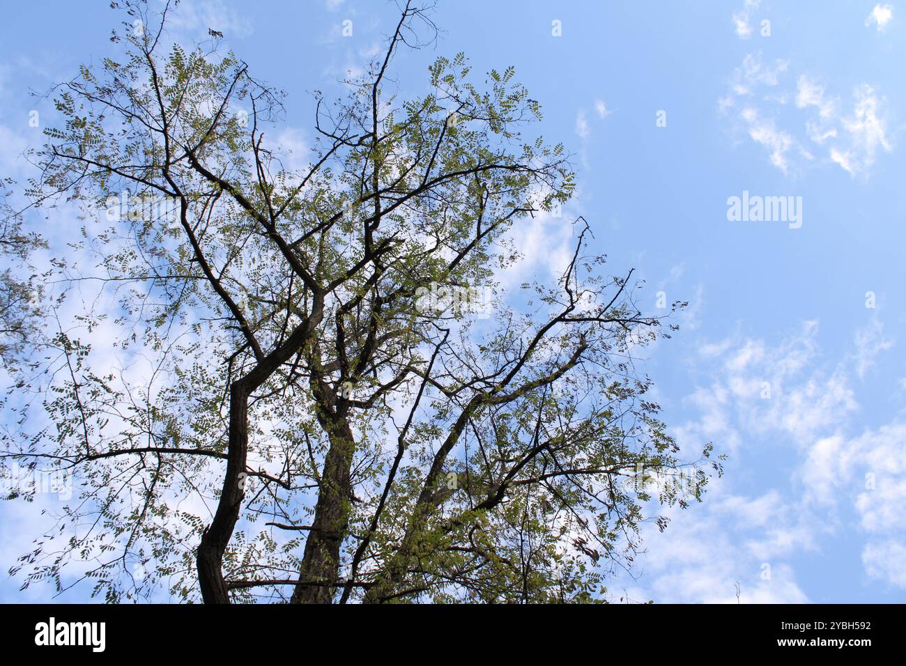 Un albero contro il cielo crea un contrasto sorprendente, evidenziando la maestosità e la bellezza della natura. Foto Stock