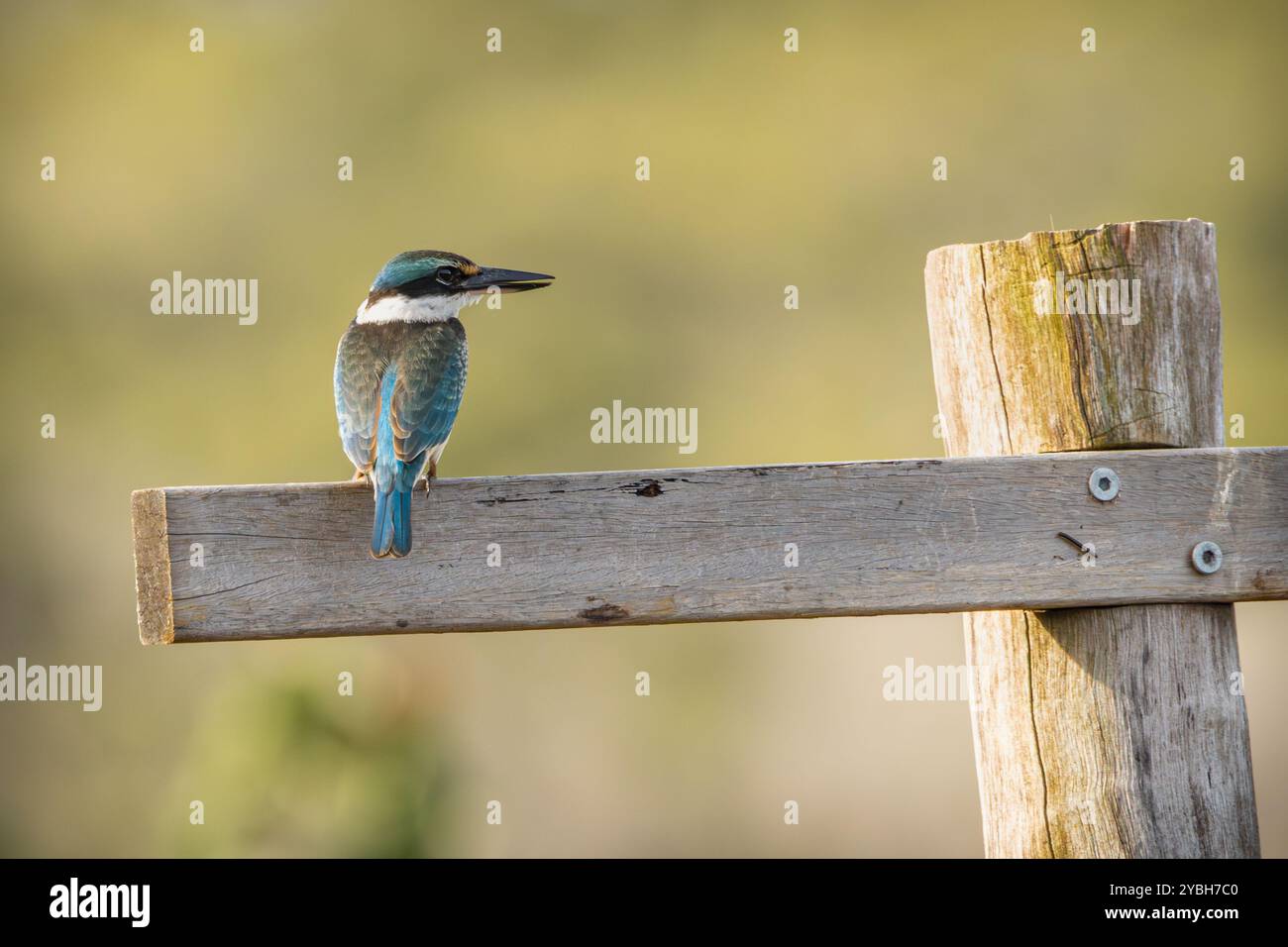 Un Sacro Kingfisher arroccato su un palo di legno Foto Stock