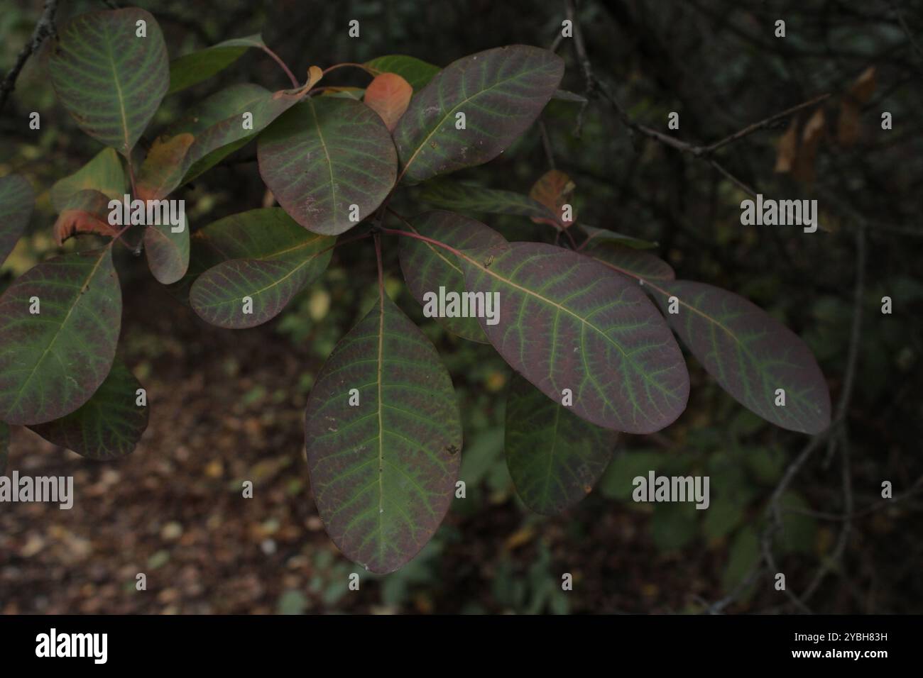 Foglie con sfumature interessanti che creano un effetto visivamente accattivante e pittoresco. Foto Stock