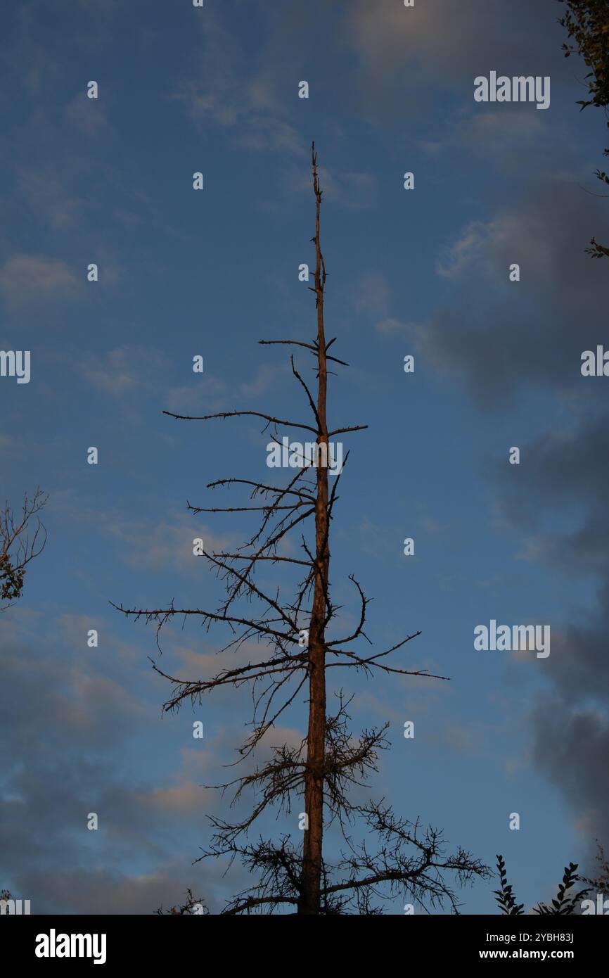 Un albero di abete rosso sullo sfondo del cielo serale crea un'atmosfera accogliente e serena. Foto Stock
