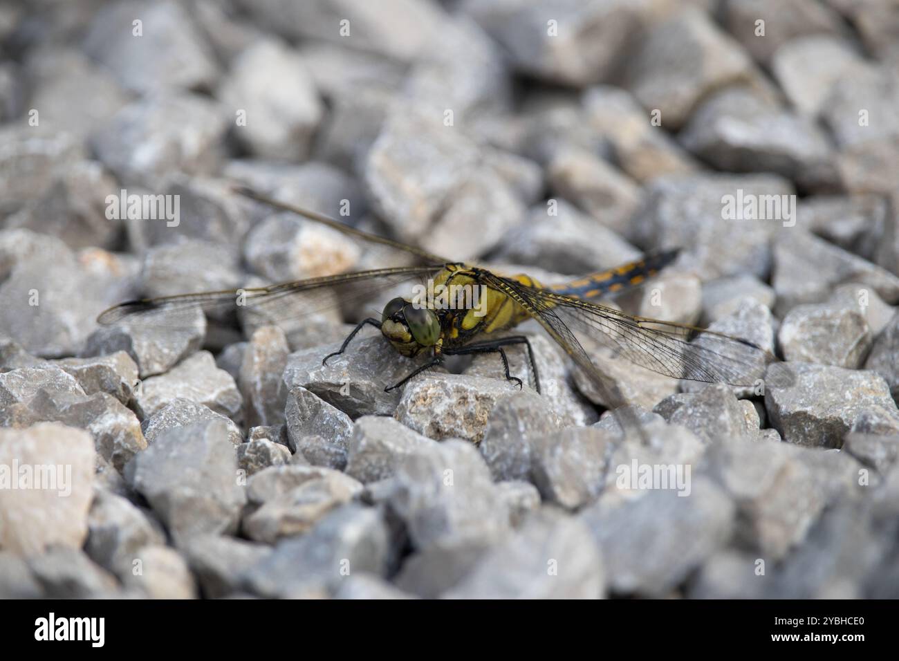 Libellula Foto Stock