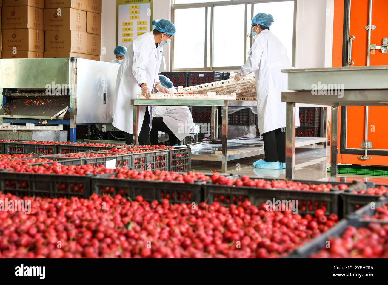 Gansu, la provincia cinese di Gansu. 14 ottobre 2024. I membri del personale trattano i biancondi in un laboratorio nella città di Hawthorn, un parco agricolo e resort turistico, nella città di Changjiahe della città di Dingxi, nella provincia di Gansu nella Cina nord-occidentale, 14 ottobre 2024. PER ANDARE CON "Across China: Addio al passato amaro: L'acqua pulita cambia la vita delle persone nella regione arida" crediti: LYU Shuai/Xinhua/Alamy Live News Foto Stock