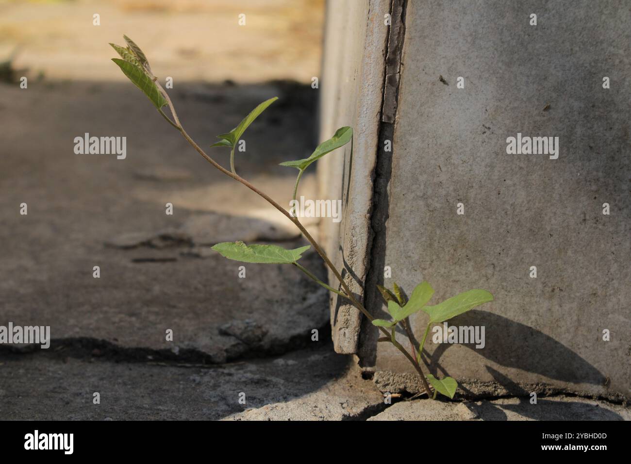 Una pianta sta crescendo attraverso le fondamenta, mostrando la resilienza della natura e la sua capacità di prosperare in condizioni difficili. Foto Stock