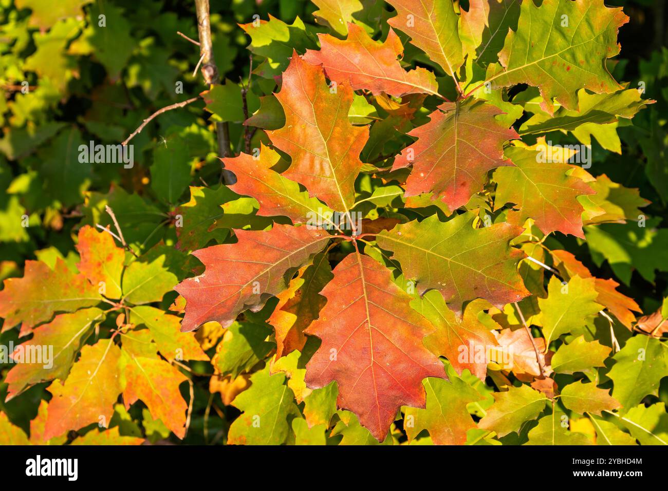 Primo piano di foglie di quercia rossa sul ramo con sfondo sfocato. Quercia rossa brillante. Foto Stock