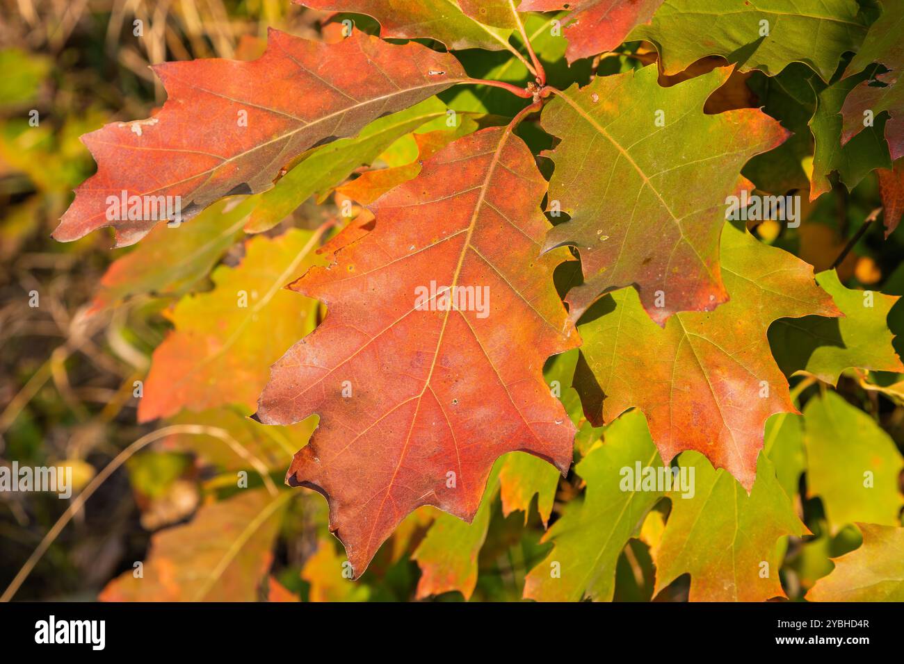 Primo piano di foglie di quercia rossa sul ramo con sfondo sfocato. Quercia rossa brillante. Foto Stock