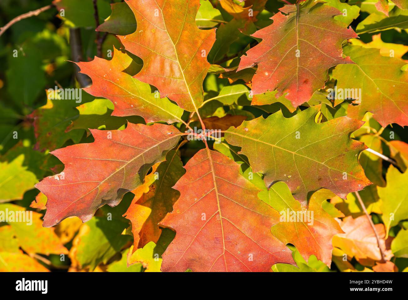 Bella quercia rossa colorata e luminosa, con foglie da vicino in una giornata di sole. Quercia rossa brillante. Foto Stock