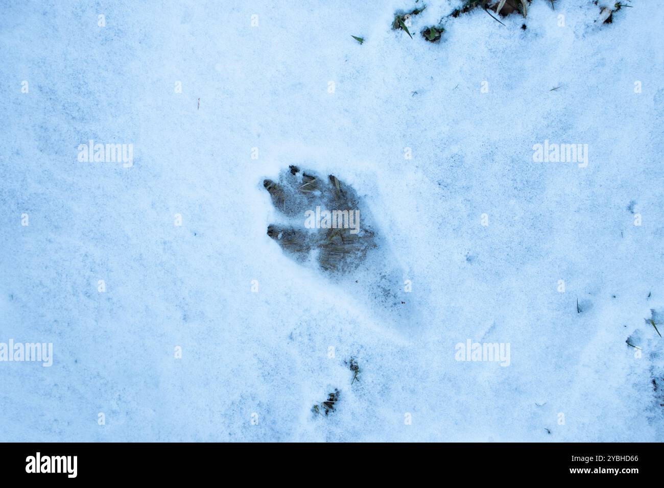 Dog Paw Print in Snow Foto Stock