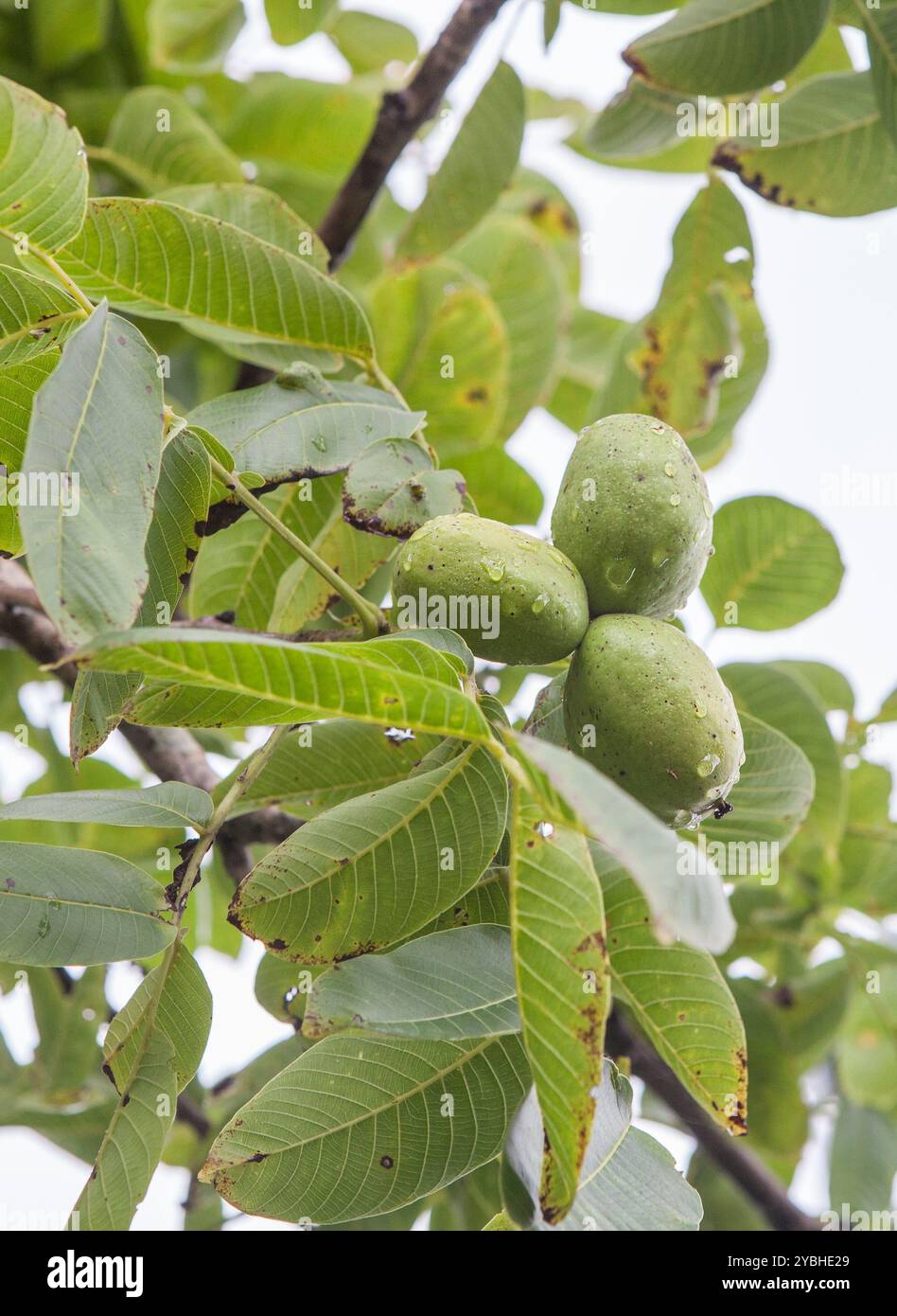 Mele verdi non mature nel ramo. Varietà asturiana per la produzione di sidro, Villaviciosa, Principato delle Asturie, Spagna Foto Stock