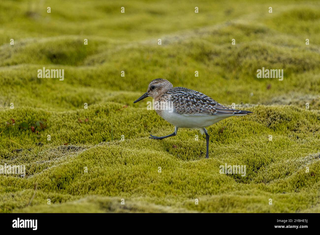 Calidris bairdii, Islanda Foto Stock