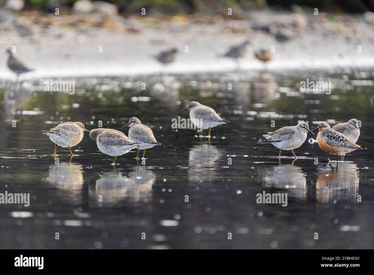 Calidris Canutus, Islanda Foto Stock