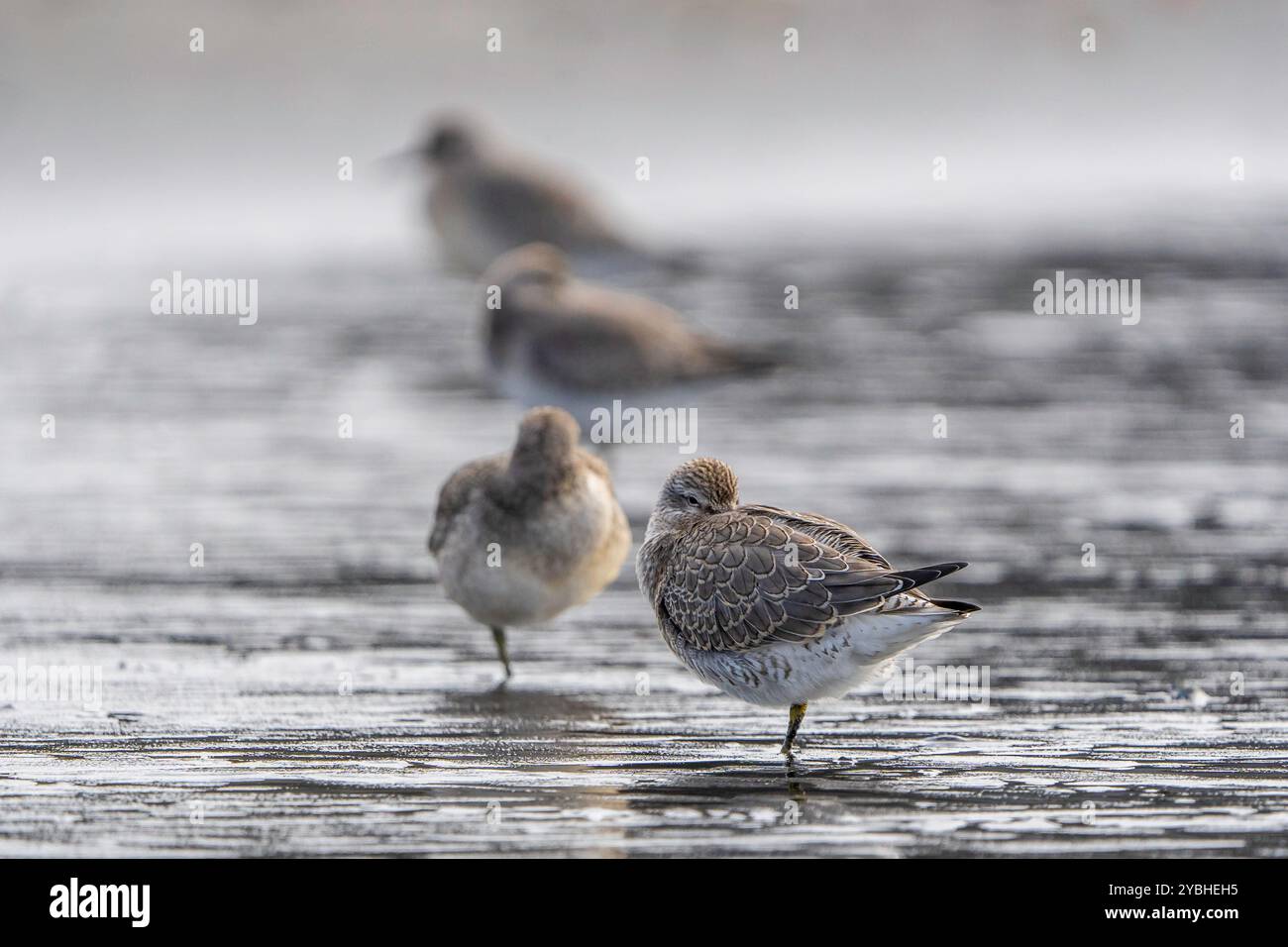 Calidris Canutus, Islanda Foto Stock